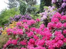 Rododendronid – Rhododendron – Majewscy puukool