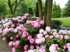 Rhododendron – sordid