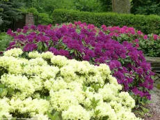 Rododendron konteineris