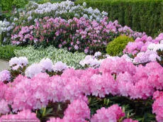 Rhododendron – kasvuala