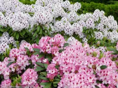 Rododendron – värvid