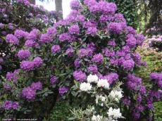 Rhododendron – lähivaade