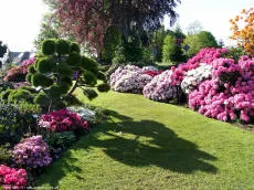 Rododendron aias