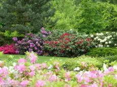 Rhododendron – üldvaade