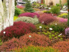 Kanarbikud Majewscy puukoolis – Calluna vulgaris