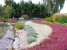 Calluna vulgaris – sordid